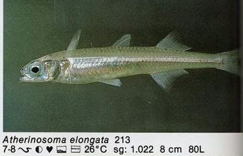 Atherinosoma elongata